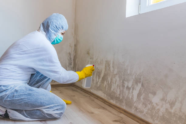Licensed Mold Cleanup service in Branchville, VA - WQB Mold Removal