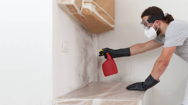 Professional Mold Cleanup technician working in Branchville, VA