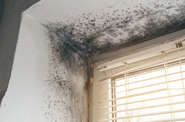 Affordable Mold Cleanup solutions in Branchville, VA
