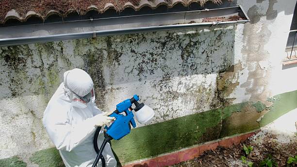 Top rated local Mold Cleanup specialists in Branchville, VA